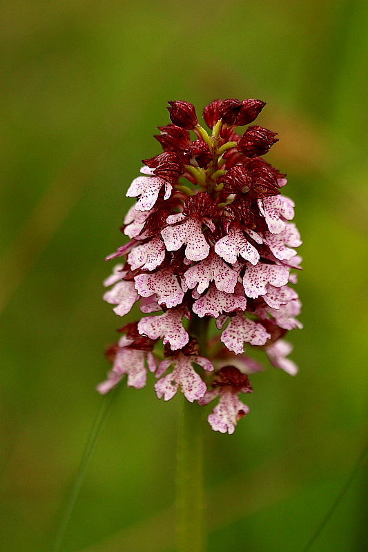 Orchis purpurea